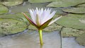 Water Lily Matobo